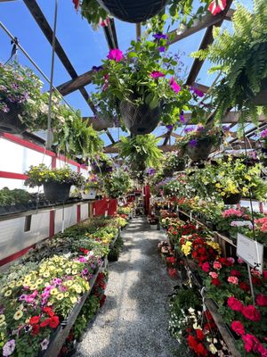Pletcher's Greenhouse: An Oasis of Blooming Beauty in Every Season