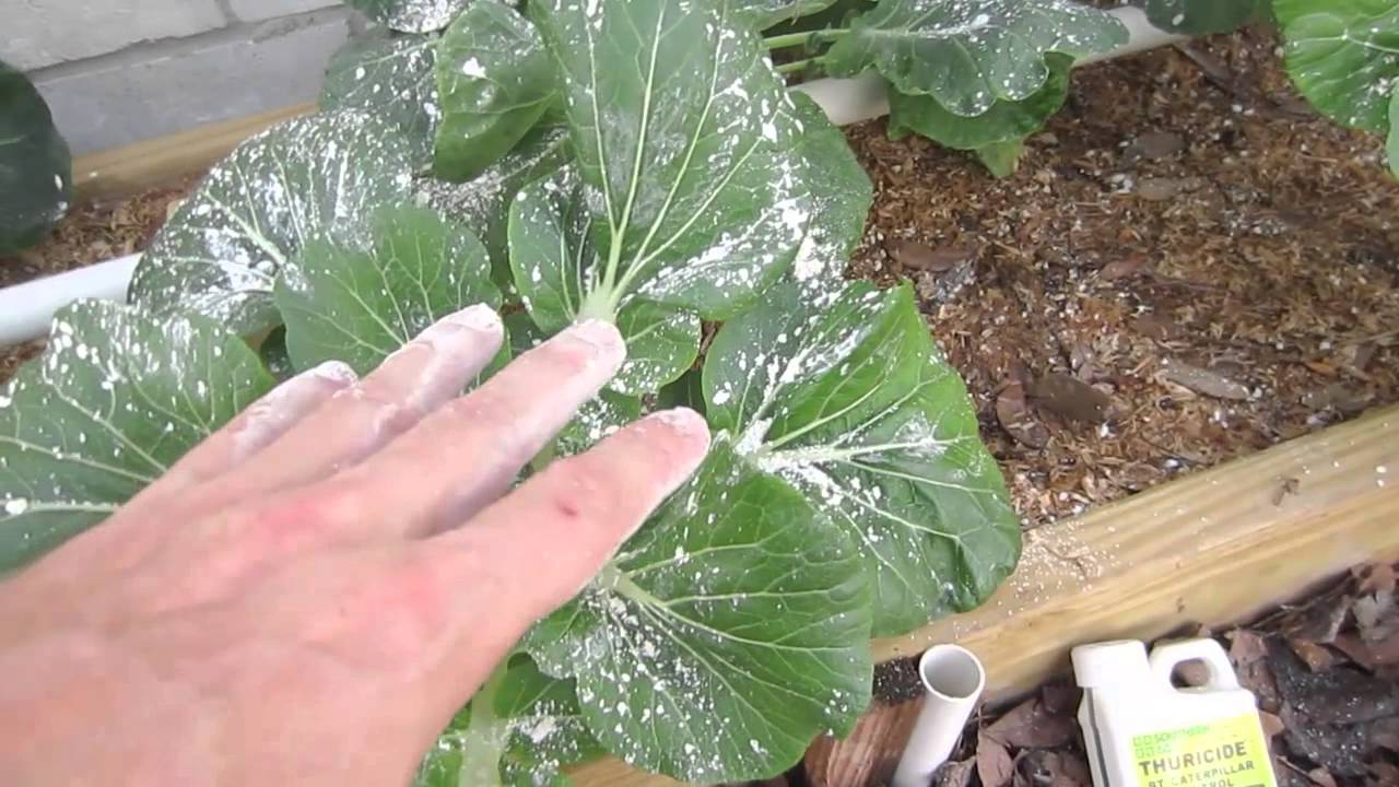 Effective and Sustainable Ways to Control Garden Pests Naturally