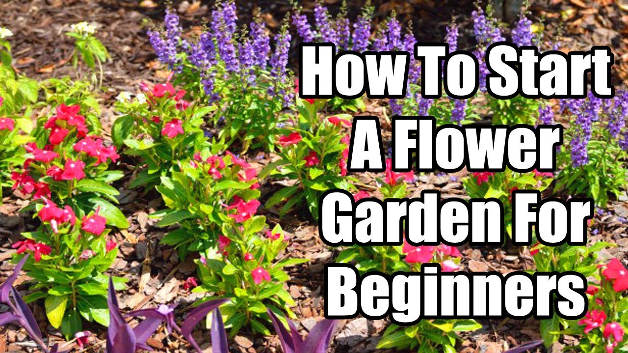 Easy Steps to Create a Beautiful Flower Garden for Beginners