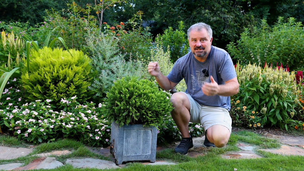 Top 10 Low-Growing Evergreen Shrubs for Beautiful Year-Round Landscapes