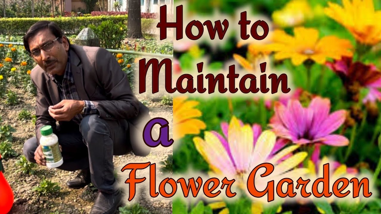 Simple Steps to Maintain a Flourishing Flower Garden: Expert Tips & Insights