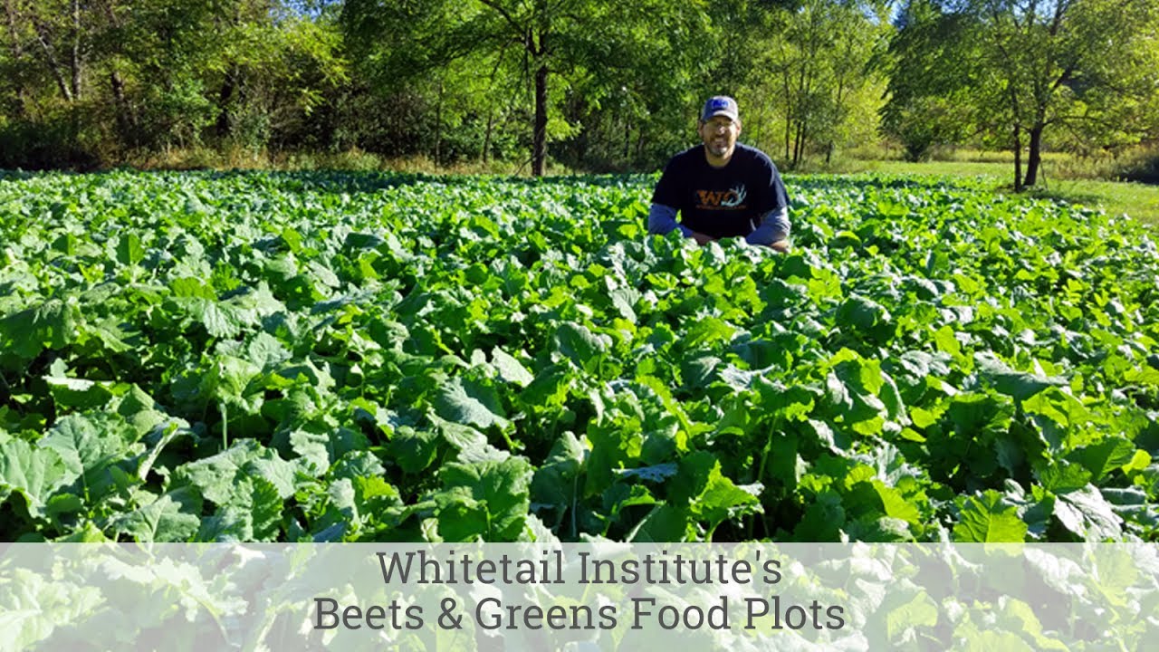 Whitetail Institute: A Guide to the Nutritional Benefits of Beets and Greens for Optimal Deer Attraction