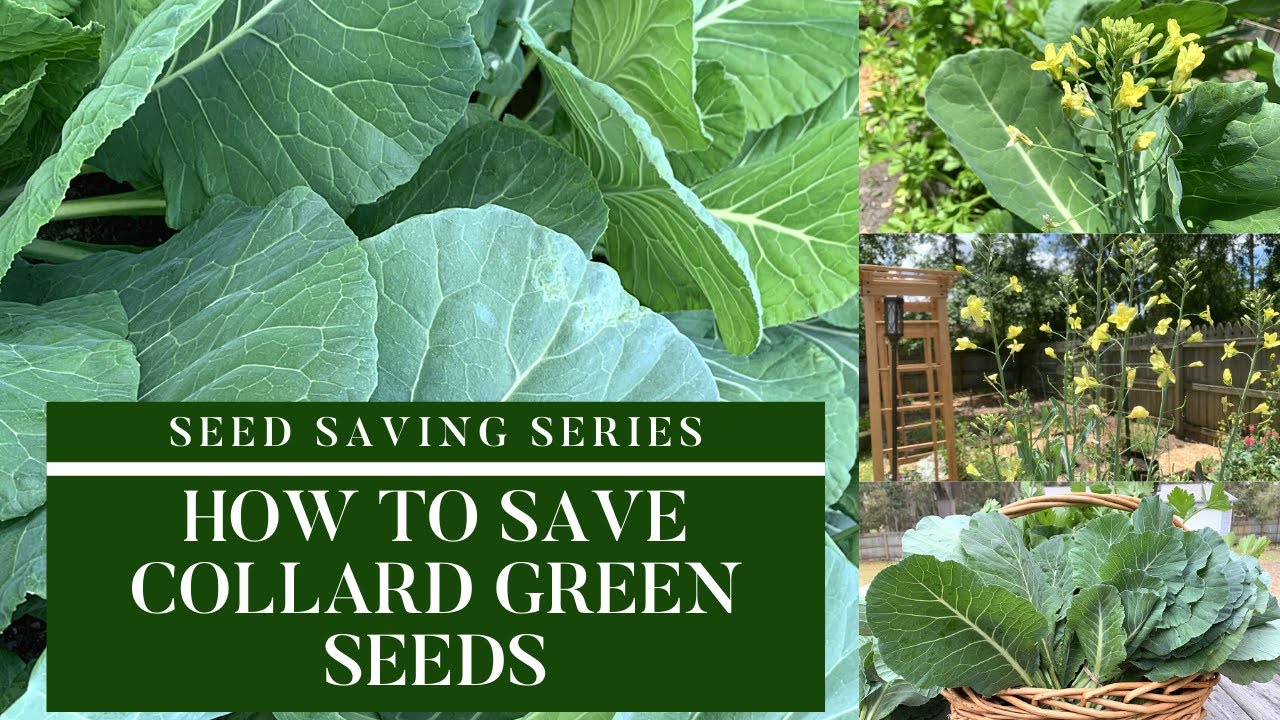 Locating Local Collard Green Seeds: A Guide to Sourcing the Freshest Options