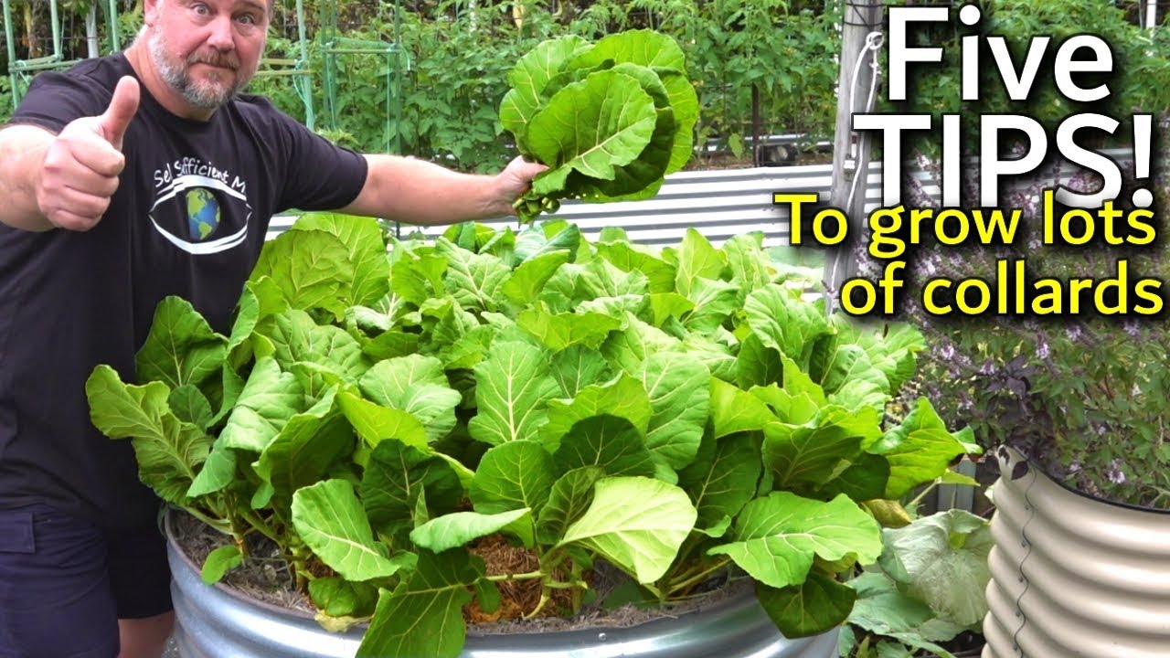How to Successfully Grow Nutrient-Rich Collard Greens in Your Garden