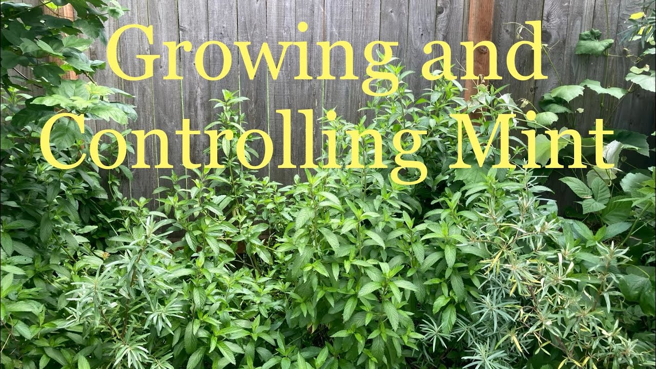 The Natural Guide to Growing Mint in your Garden: Expert Tips for Thriving Plants