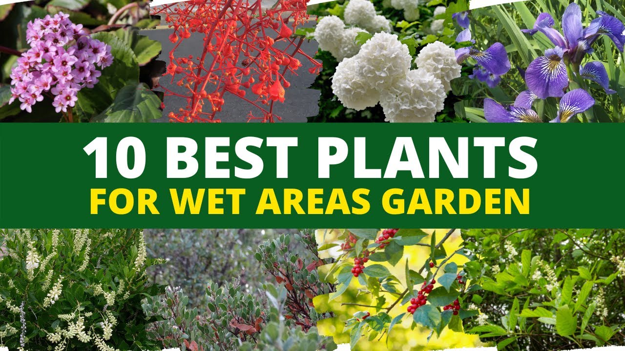 Top 10 Water-Loving Plants: Enhance Your Garden with Thriving, Moisture-Loving Beauties