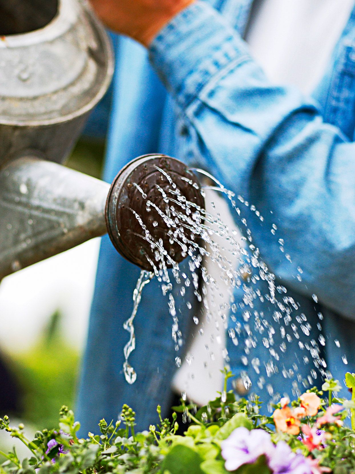 The Essential Guide to Properly Watering Your Flower Garden for Optimal Growth and Blooms