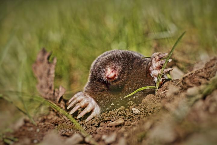 The Natural Approach to Dealing with Ground Moles in Your Yard