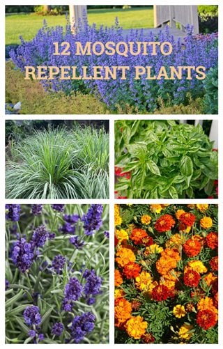 The Top Natural Bug Repellents for a Bountiful Garden