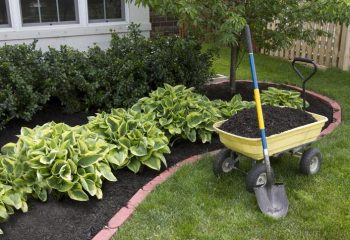 Simple and Effective Tips for Revitalizing Your Flower Garden
