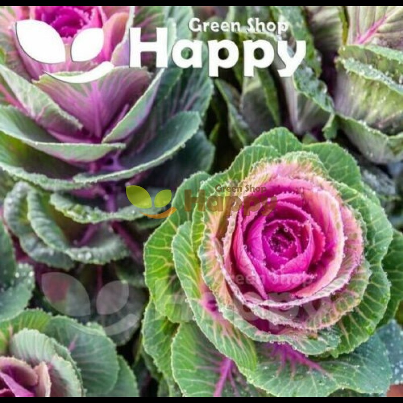 The Joyful Garden: Unveiling the Abundant Selection of Seeds at Happy Green Shop