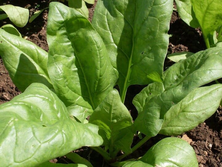 The Nutritional Benefits and Growing Tips for Giant Winter Spinach