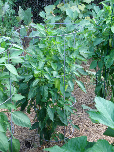 The Journey of Green Pepper Plants: From Seed to Harvest