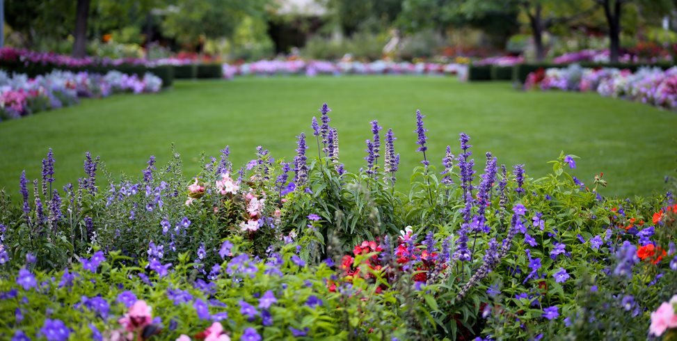 What's the Perfect Season to Begin a Vibrant Flower Garden?