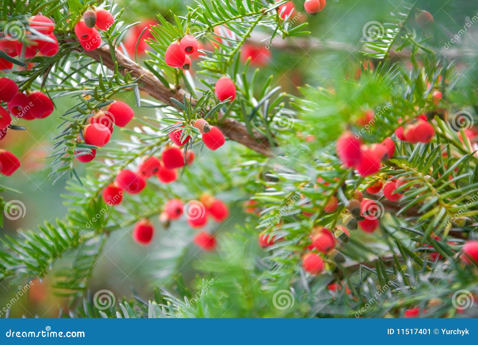Exploring the Beauty of Evergreen Trees Adorned with Red Berries: A Delightful Sight in Nature
