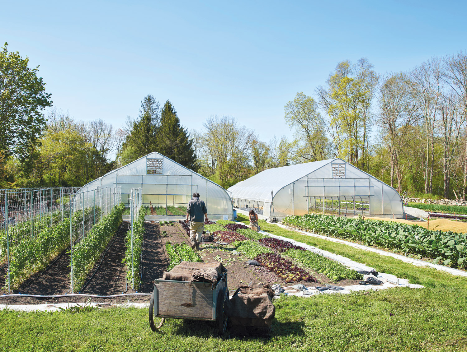 Exploring the Benefits of a Portable Greenhouse for Your Gardening Needs