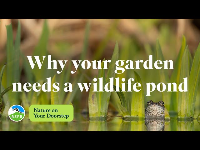 How to Create an Eco-Friendly Garden: Simple Steps to Support Nature