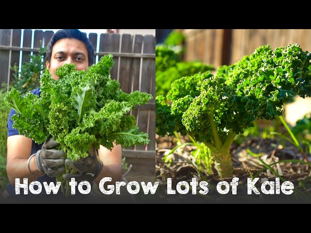 The Complete Guide to Successfully Planting Kale in Your Garden