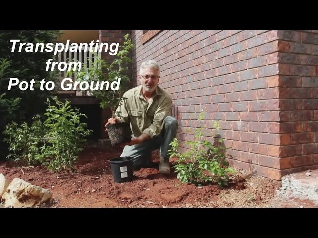 Enhancing Your Outdoor Space: A Guide to Transferring Potted Plants into the Ground