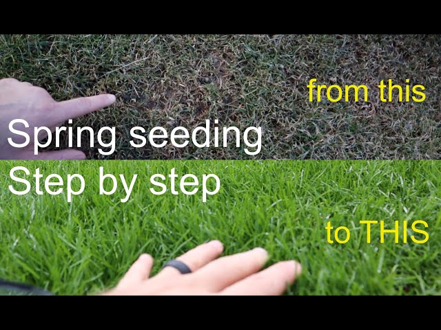The Perfect Choice for a Lush and Vibrant Lawn: Spring Grass Seed Tips