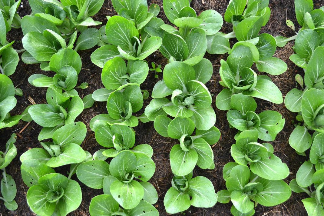 The Beginner's Guide to Growing Bok Choy Successfully: Tips for a Bountiful Harvest