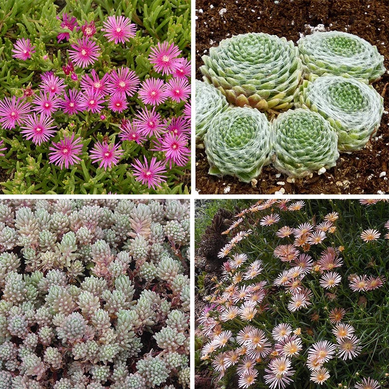 Exploring the Beauty and Care of Ground Succulents: Expert Tips and Advice