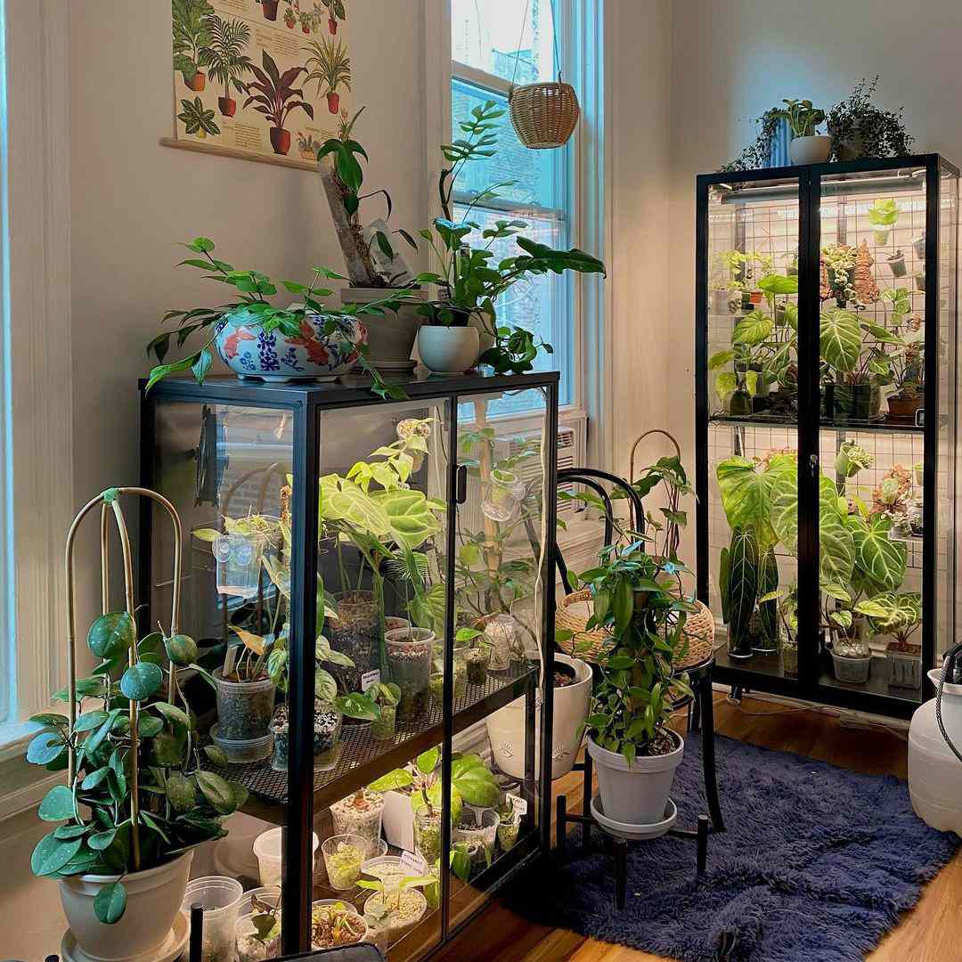 Creating a Green Haven for Your Indoor Plants: A Guide to Indoor Greenhouses