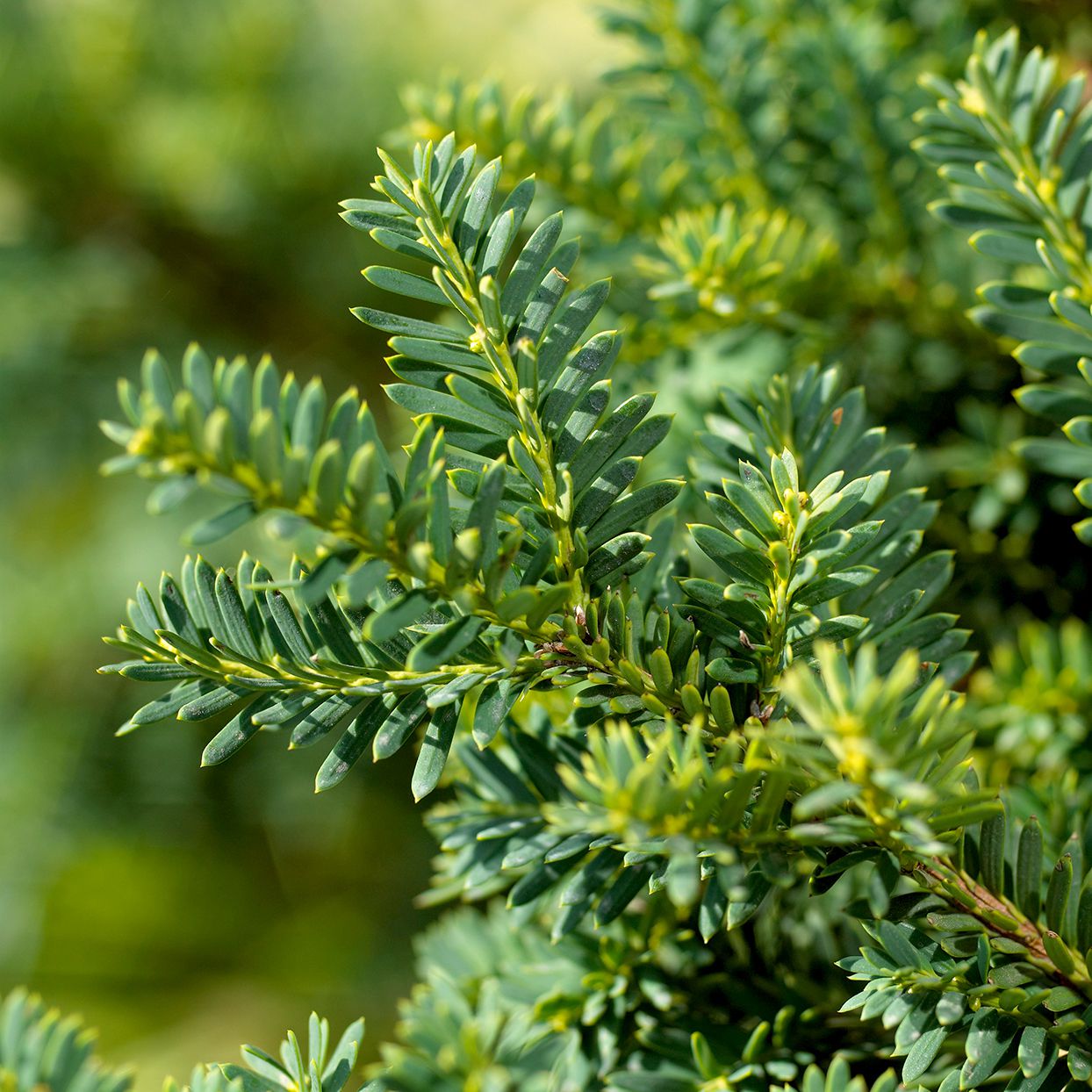 The Beauty and Benefits of Green Evergreen Shrubs: A Guide for a Lush and Sustainable Landscape