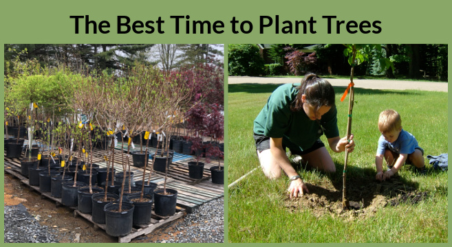 What's the Right Time of Day to Plant Your Garden?
