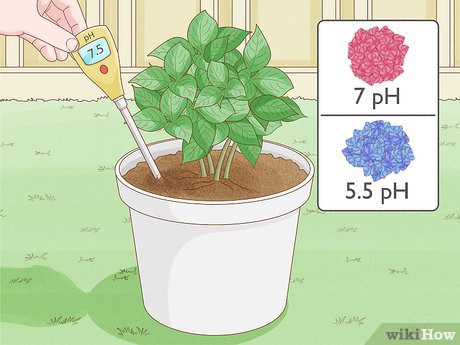 The Perfect Soil for Thriving Hydrangeas: Unveiling Nature's Secret to Gorgeous Blooms