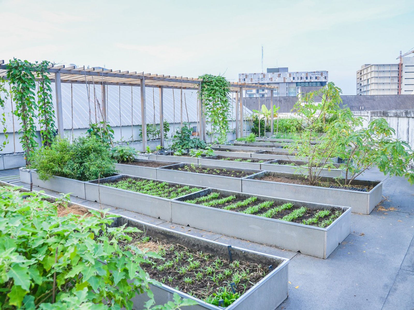 The Beauty and Benefits of Green Roofs: Creating a Garden Oasis on Your Roof