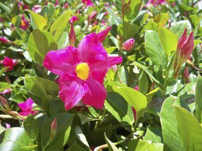 The Beauty and Care Guide for Mandevilla Plants in Your Garden