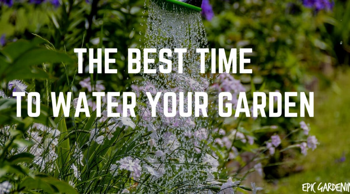 The Optimal Timing: How to Water Your Flower Garden for Maximum Blooms