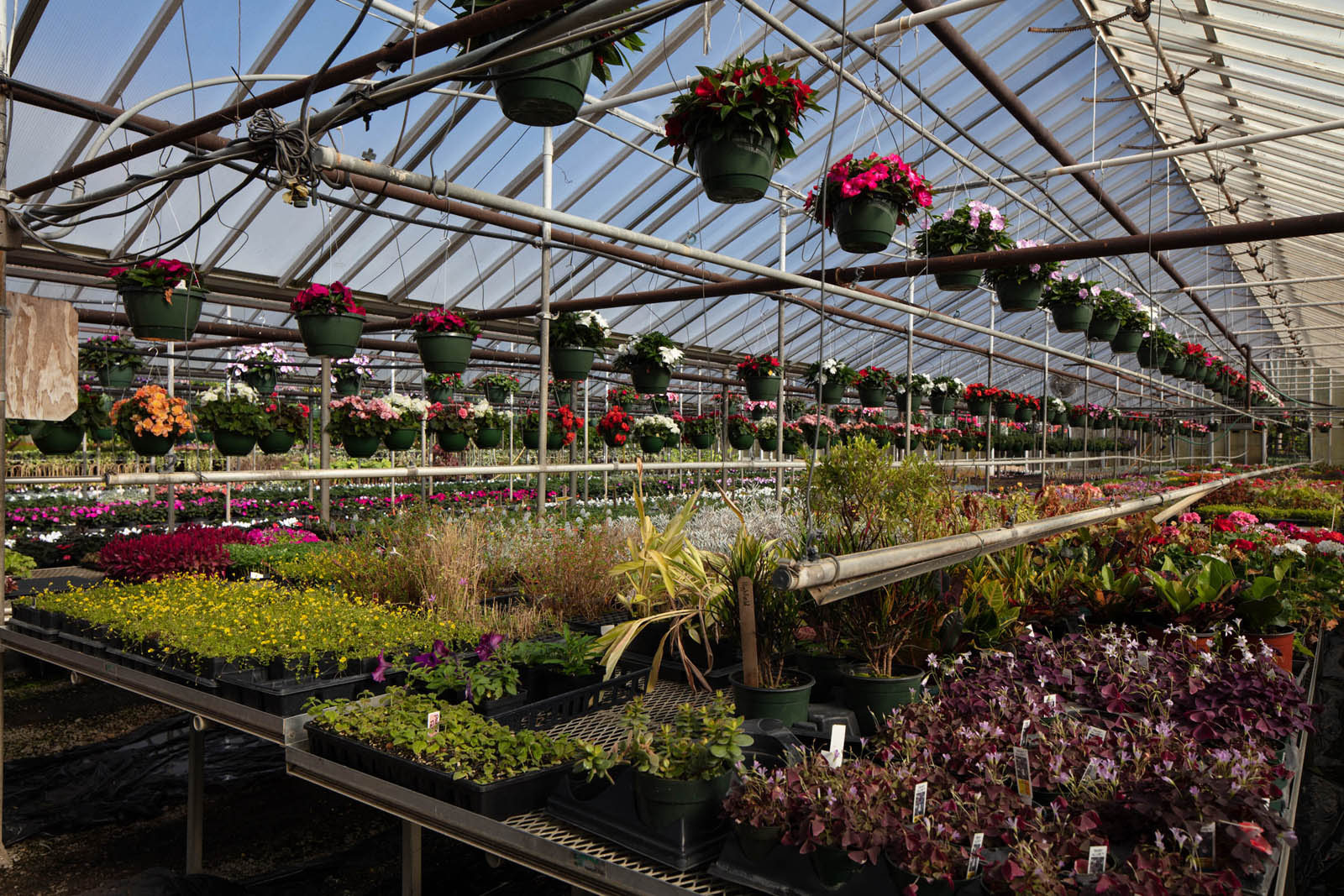 Exploring the Benefits of Hills Greenhouse: A Natural Haven for Optimal Plant Growth