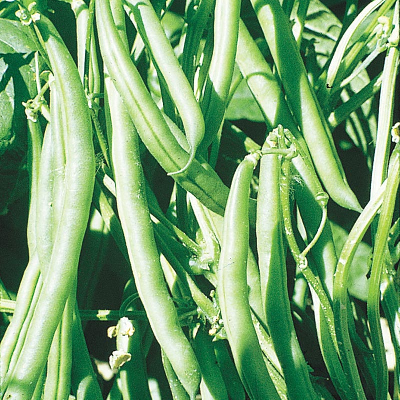 The Optimal Time to Plant Green Beans in Kentucky - A Guide for Successful Harvest