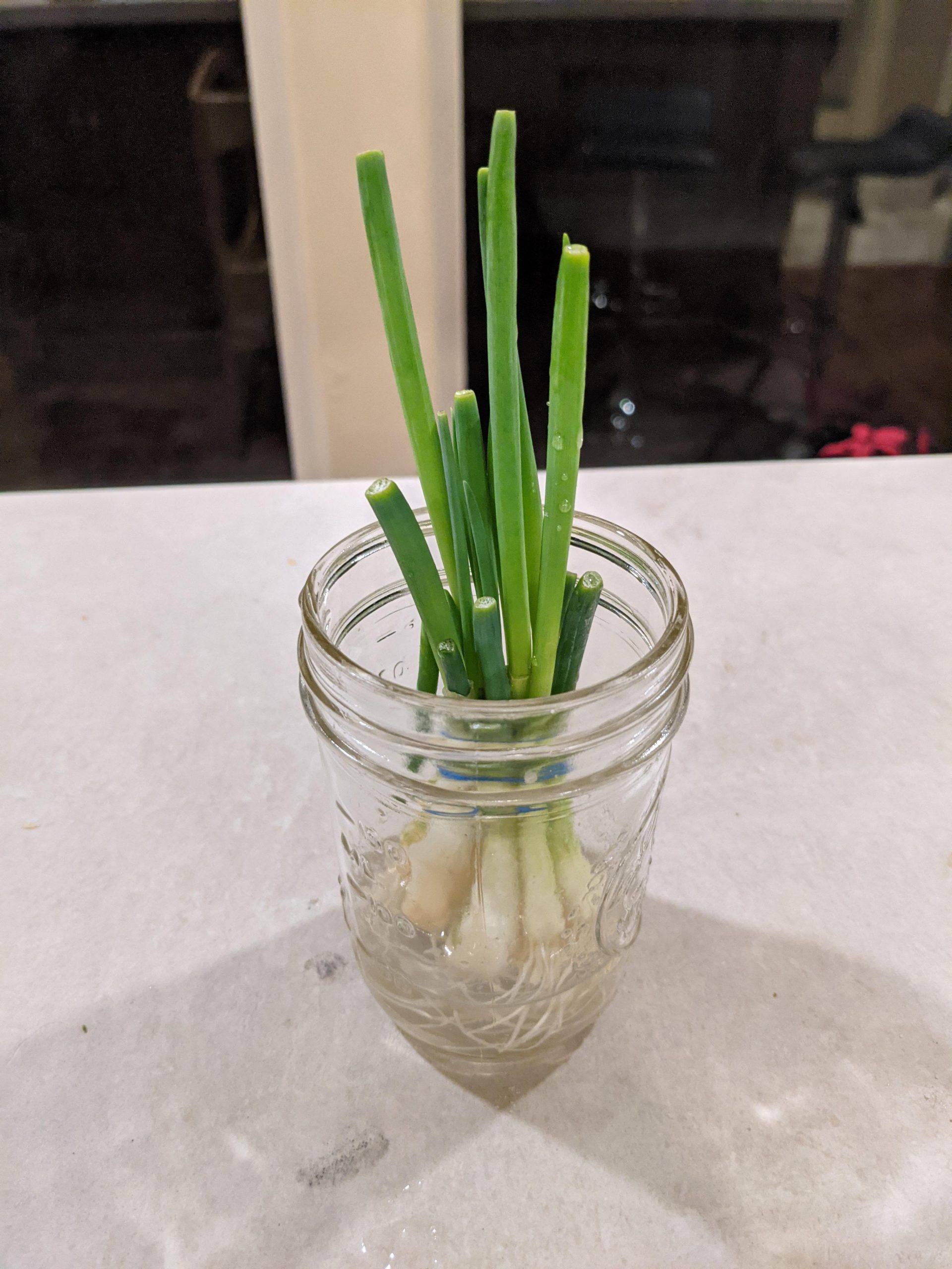 When to Plant Green Onions for Optimal Growth: A Guide for Gardeners