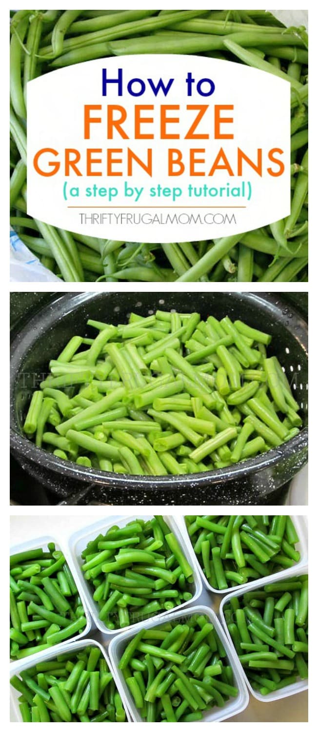 The Complete Guide to Preserving Garden Green Beans: Simple Methods for Long-lasting Freshness